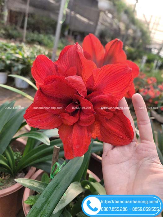 Form hoa huệ tây kép rất to