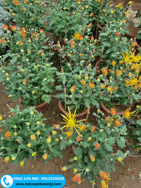 Vườn hoa cúc khổng tước vàng đang có sẵn tại vườn cua bancuanhanong