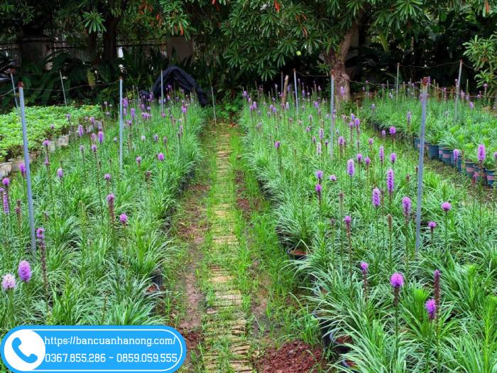 Hoa kỳ lân chơi được lâu