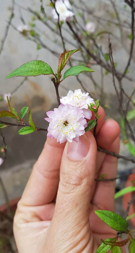 hoa mai trắng bán tết