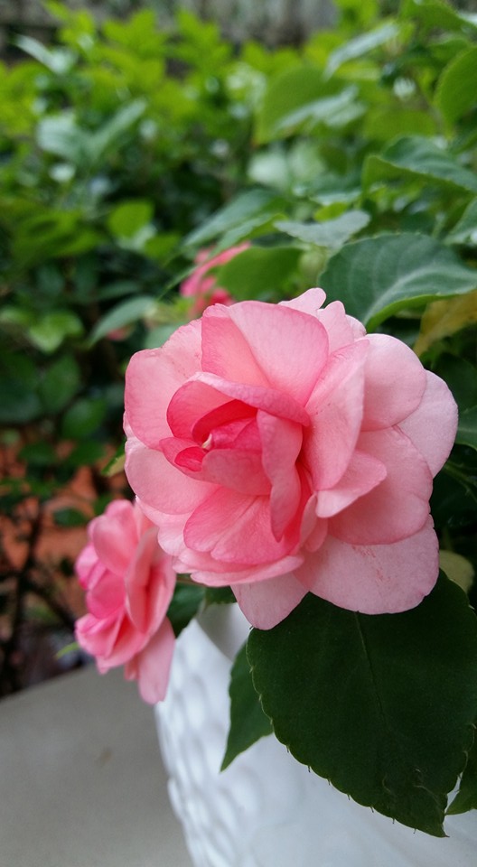 hoa ngọc thảo xoắn hồng