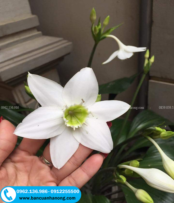 Bông hoa gồm 6 lá tràng cánh hoa hợp thành ống ở gốc và có màu trắng đẹp