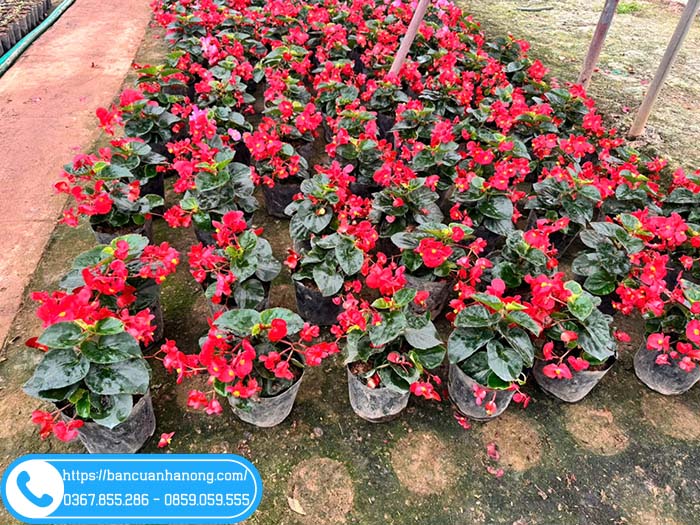 Thu hải đường hoa đỏ