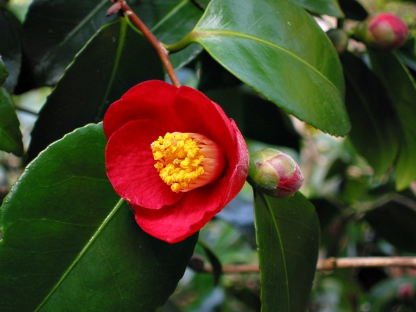 hoa tra camellia japonica