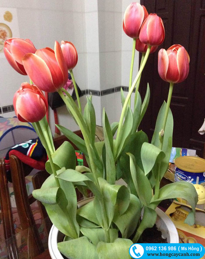 hoa tulip màu đẹp
