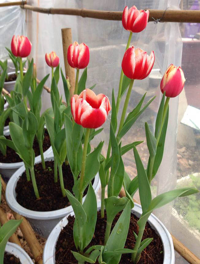 hoa tulip trồng chậu