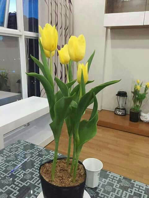 hoa tulip vàng