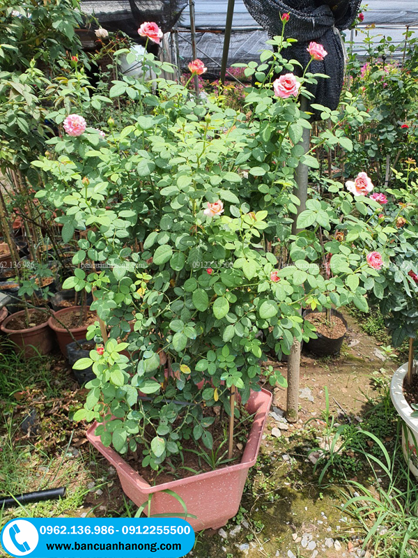 Nhà vườn bán cây hồng claude monet đang nở hoa đẹp tại vườn