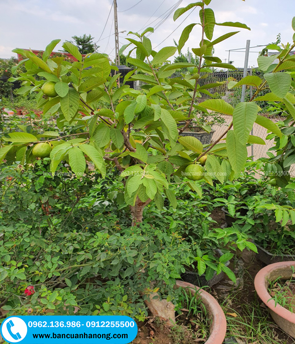 Bán cây ổi đông dương tại Hà Nội cây giống rất khỏe và ổn định