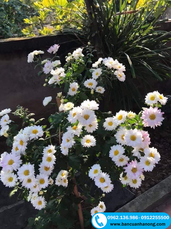 Hoa cúc trắng đổi màu tại vườn