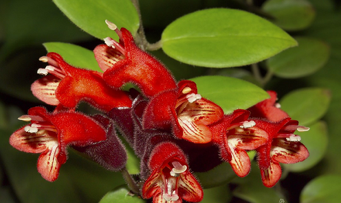 son môi Aeschynanthus lobbiana họ Gesneriaceae