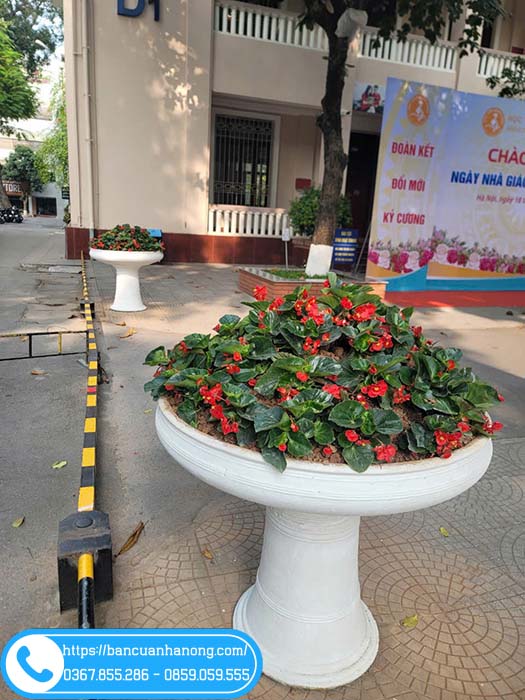 Cây thu hải đường trồng chậu ly (mới trồng)