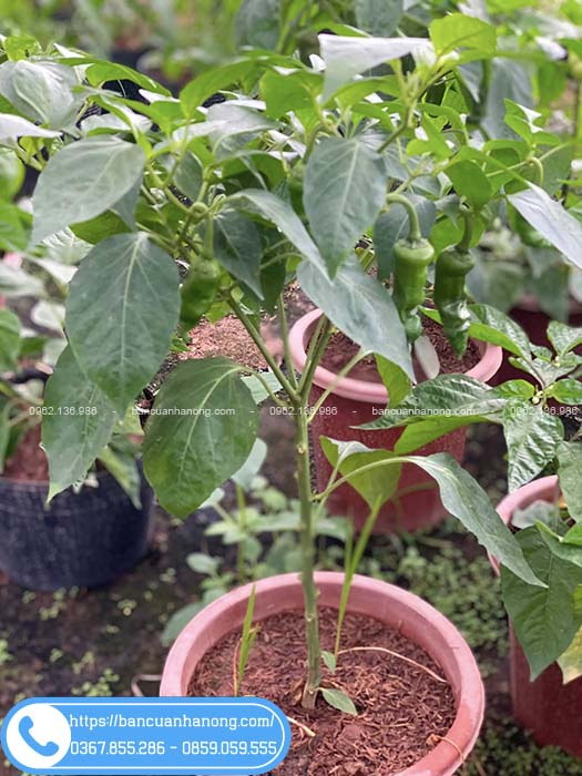 Cây ớt cu tí có hình dáng độc đáo