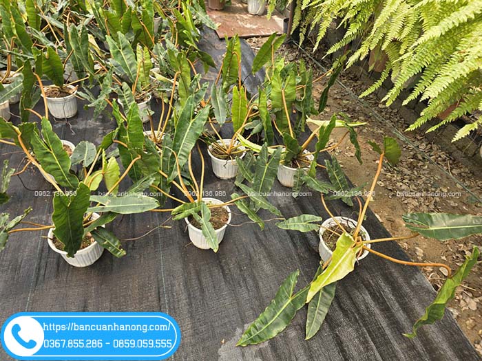 Vườn cây hạc cam