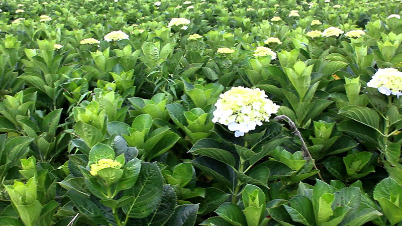 vườn hoa cẩm tú cầu