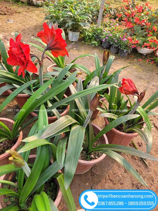 Vườn hoa huệ tây